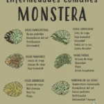 10 Causas de las Manchas Marrones en tu Planta Monstera