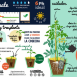 10 Claves Esenciales para Cultivar Tomates con Éxito