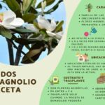 10 Consejos para Cultivar Magnolias en Macetas