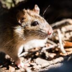 10 Estrategias Infalibles para Ahuyentar Ratones del Jardín