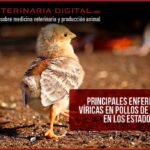 10 Problemas Frecuentes en Plantas de Gallinas y Pollitos