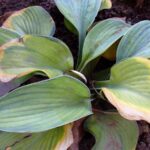 10 razones por las que las hojas de hosta amarillean