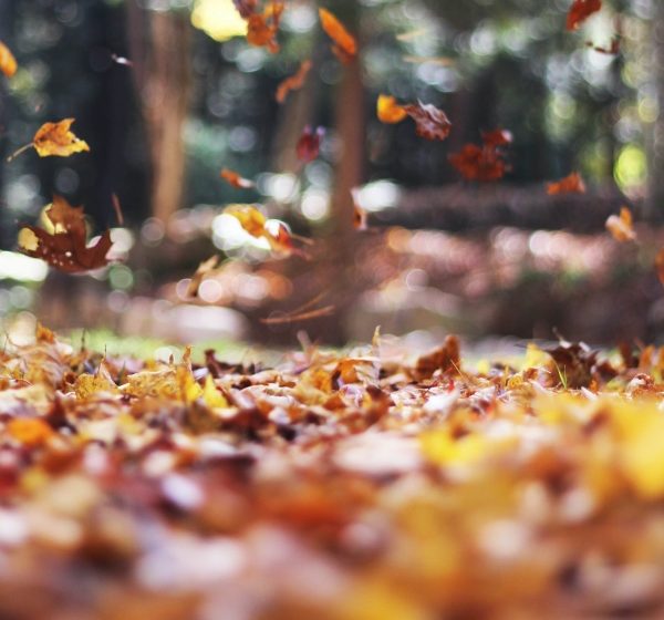 10 Sencillos Pasos para Nutrirel Suelo en Otoño