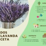11 Amenazas para Tus Plantas de Lavanda Esta Temporada