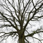 11 Árboles de Ramas Únicas que Lucen Bien Sin Hojas