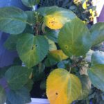 11 Causas de las Hojas Amarillas en tu Hibisco Este Año