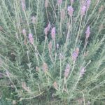 11 Causas de que tu lavanda no florezca y soluciones