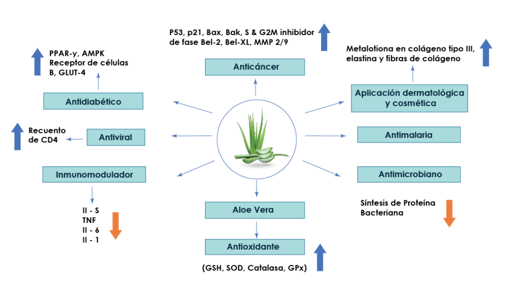 11 Causas del Deterioro de Tu Aloe Vera
