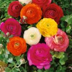 11 Claves para Cultivar Hermosos Ranúnculos en Macetas