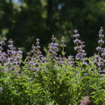 11 Claves para un Jardín Autóctono que Atraiga Miradas