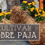 11 Consejos Fundamentales para Iniciar tu Jardín de Pacas de Paja