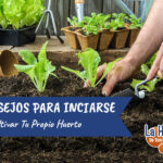 11 Consejos para Aumentar la Producción en tu Huerto Elevado