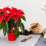 11 Consejos para Cuidar las Poinsettias en Macetas