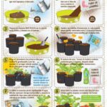 11 Consejos para Cultivar Anémonas en Macetas o Recipientes