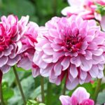 11 Consejos para Cultivar Hermosas Dalias en Macetas