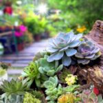 11 Consejos para Cultivar Hermosos Jardines de Suculentas Interiores