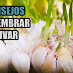 11 consejos para fertilizar ajos con éxito