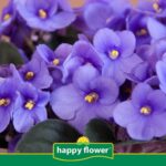 11 Consejos para Mantener Siempre Florecidas tus Violetas Africanas