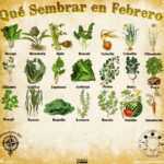 11 cultivos esenciales para sembrar en febrero en tu huerto