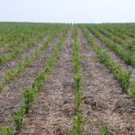 11 Desafíos Potenciales en el Cultivo de Maíz