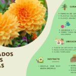 11 Enfermedades de las Dalias: Identificación Prevención y Tratamiento
