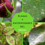 11 Enfermedades del rosal: Cómo identificarlas prevenirlas y tratarlas