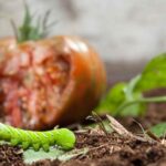 11 Estrategias para Prevenir y Controlar los Gusanos del Tomate