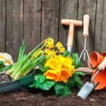 11 flores ideales para plantar en otoño en climas cálidos