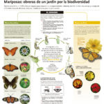 11 Formas de Atraer Más Mariposas a Tu Jardín