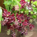 11 Hermosas Opciones al Chocolate de Akebia quinata