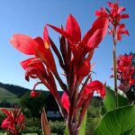 11 Hermosas Variedades de Caña de Índias Rojas para tu Jardín