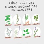 11 Hierbas Fáciles de Cultivar a Partir de Semillas