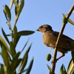 11 métodos efectivos para proteger tus semillas de las aves