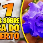 11 mitos del cultivo de rosas desmentidos