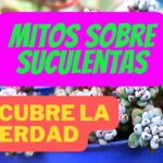 11 mitos sobre cultivar suculentas que puedes olvidar sin riesgo