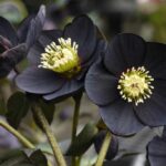 11 Motivos para Admirar los Híbridos de Helleboros con Flores Negras