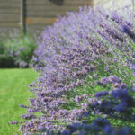 11 Motivos para Cultivar Lavanda Blanca en tu Jardín
