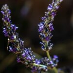 11 Motivos para Cultivar Lavanda ‘Phenomenal’ Esta Temporada