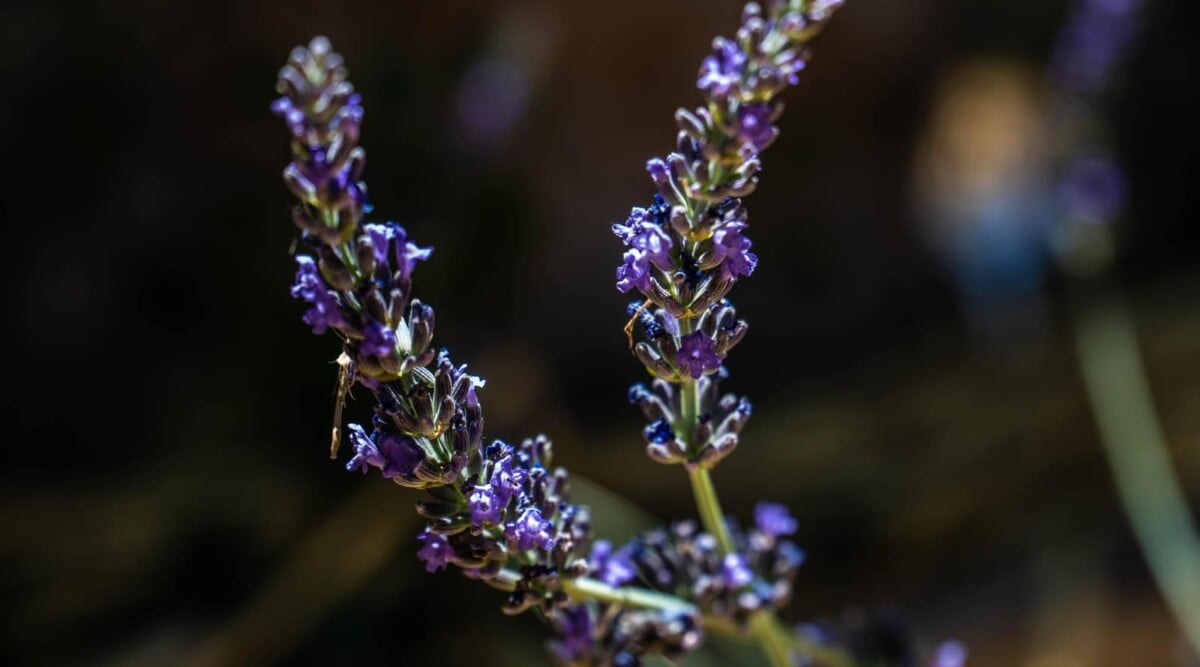 11 Motivos para Cultivar Lavanda ‘Phenomenal’ Esta Temporada