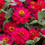 11 Motivos para Cultivar Zinnias Profusion este Año