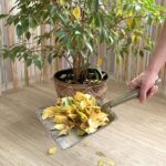 11 Motivos por los que las hojas de tu ficus se curvan