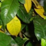 11 Motivos por los que tu gardenia tiene hojas amarillas