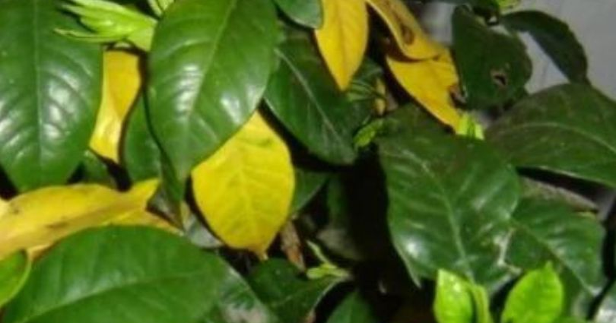 11 Motivos por los que tu gardenia tiene hojas amarillas