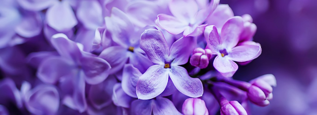 11 motivos por los que tus lilas no florecen y soluciones