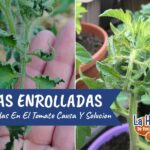 11 Motivos por los que tus tomates se enroscan y soluciónalo