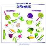 11 Nutrientes Clave para Mejorar tu Huerto en Septiembre