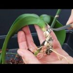 11 Pasos Esenciales al Recibir una Nueva Orquídea en Casa