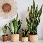 11 Plantas de Interior con Follaje Fino y Elegante