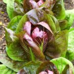 11 Plantas Ideales para Cultivar Junto al Radicchio