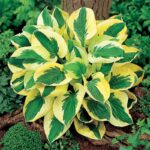 11 Plantas Ideales para Sustituir Hosta en tu Jardín Sombreado